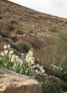 Blumen im Negev